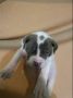 American bully štenci – vrhunski kvalite