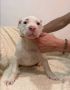 American bully štenci – vrhunski kvalite