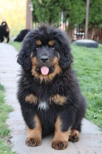 Tibetski mastif, štenci