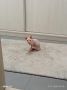 Preostala 2 mužjaka Sphynx mačića (3,5 m