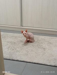 Preostala 2 mužjaka Sphynx mačića (3,5 m