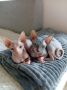 Preostala 2 mužjaka Sphynx mačića (3,5 m