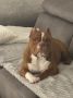 Muzjak -American Bully Exotic Merle