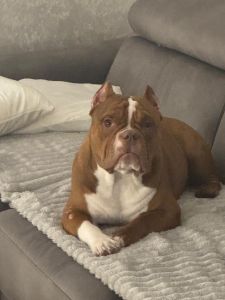 Muzjak -American Bully Exotic Merle