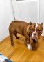 Muzjak -American Bully Exotic Merle