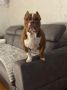 Muzjak -American Bully Exotic Merle