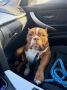 Muzjak -American Bully Exotic Merle