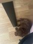 Toy pudlica