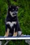 Shiba Inu stenci