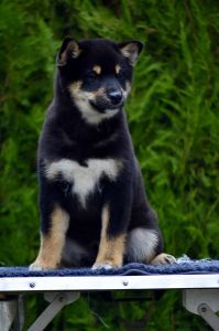Shiba Inu stenci