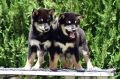 Shiba Inu stenci