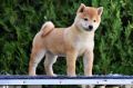 Shiba Inu stenci