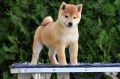 Shiba Inu stenci
