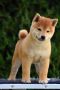 Shiba Inu stenci