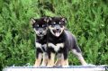 Shiba Inu stenci
