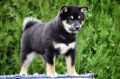 Shiba Inu stenci