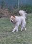 Poklon - Mešanac akita inu i samojeda