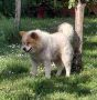 Poklon - Mešanac akita inu i samojeda