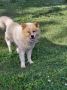 Poklon - Mešanac akita inu i samojeda