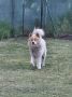 Poklon - Mešanac akita inu i samojeda