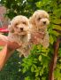 Maltipoo stenci spremni su za preuzimanj