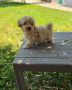 Maltipoo stenci spremni su za preuzimanj