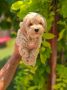 Maltipoo stenci spremni su za preuzimanj