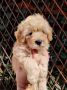 Dostupni za preuzimanje MALTIPOO prelepi