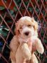 Dostupni za preuzimanje MALTIPOO prelepi