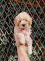 Dostupni za preuzimanje MALTIPOO prelepi