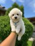 Bichon Frise štenci