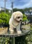 Bichon Frise štenci