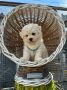Bichon Frise štenci
