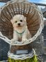 Bichon Frise štenci