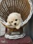Bichon Frise štenci