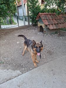 Poklanjam muškog nemačkog ovčara