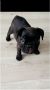 Francuski buldog