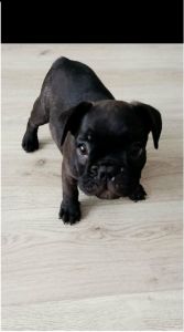 Francuski buldog