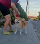 Akita Inu prelepi štenci