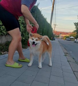 Akita Inu prelepi štenci