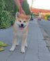 Akita Inu prelepi štenci