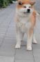 Akita Inu prelepi štenci