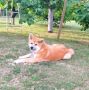 Akita Inu prelepi štenci