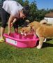 Akita Inu prelepi štenci