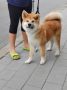 Akita Inu prelepi štenci