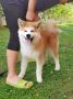 Akita Inu prelepi štenci