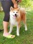Akita Inu prelepi štenci