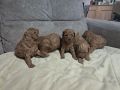Crvena toj pudla ( Toy Poodle )