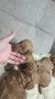 Crvena toj pudla ( Toy Poodle )