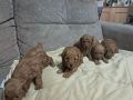 Crvena toj pudla ( Toy Poodle )